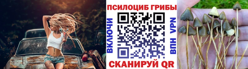 Галлюциногенные грибы Cubensis  купить закладку  Неман 